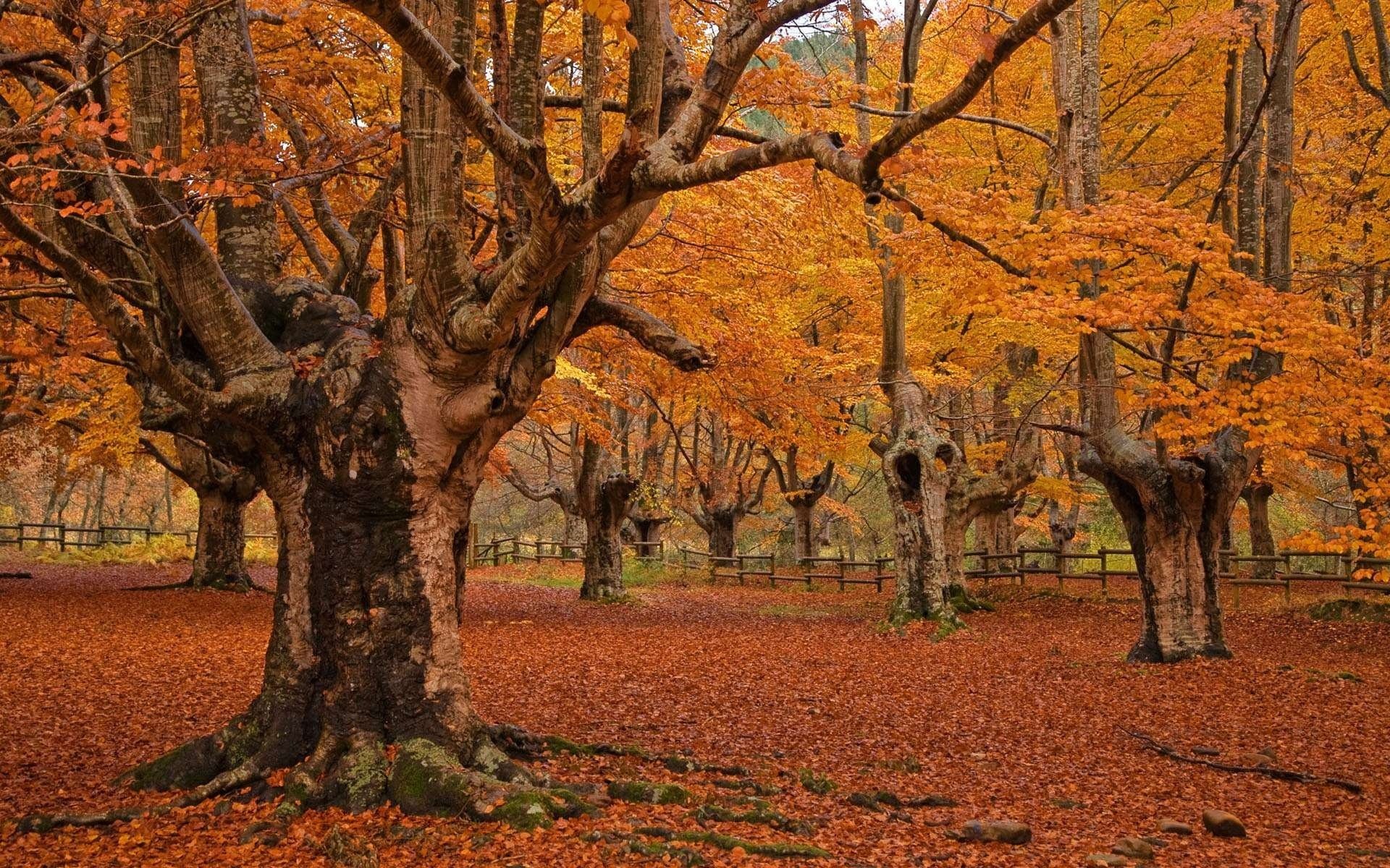 przyroda park drzewa