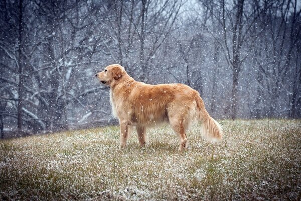 Zabawny spacer w towarzystwie białych płatków śniegu