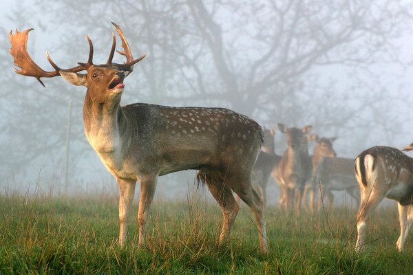 Stado jeleni we mgle