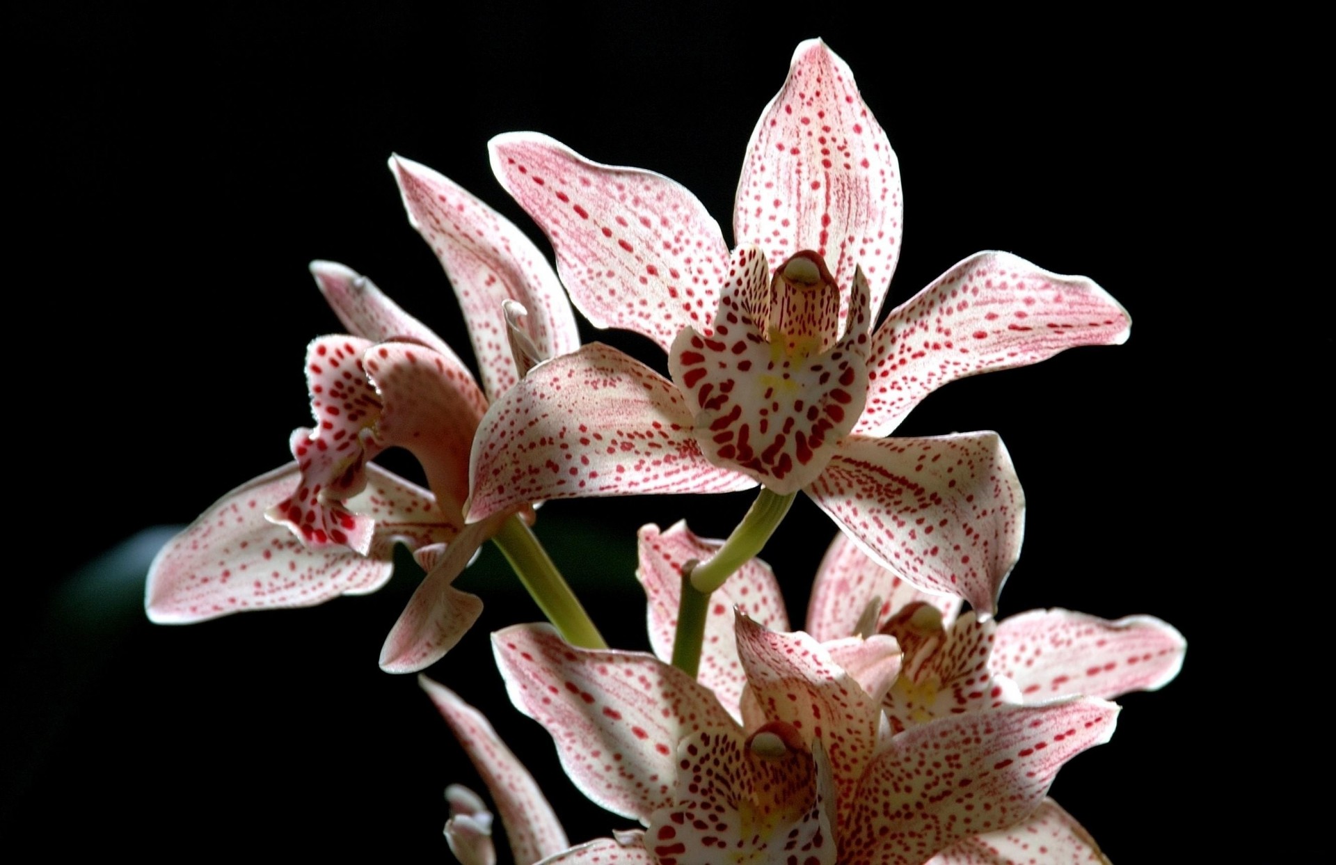 cętkowany kwiat czarne tło orchidea gałąź