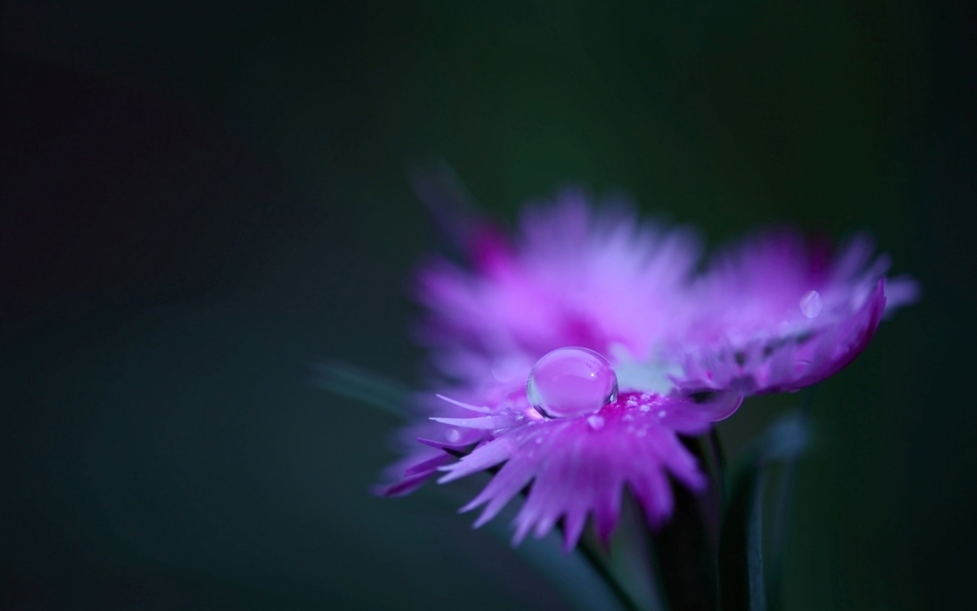 kwiat płatki różowy goździk polny roślina