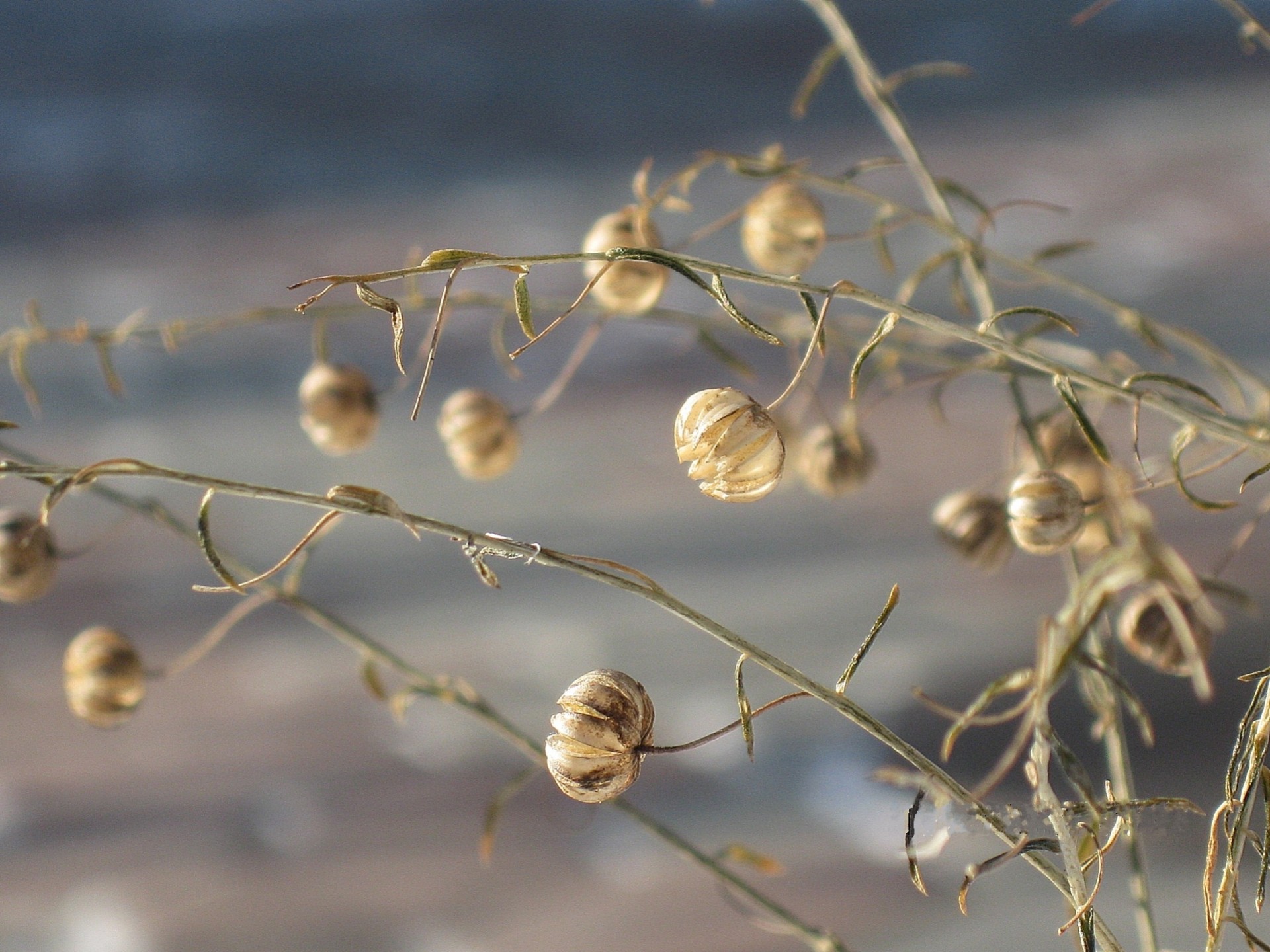 jesień suchy trawa nasiona len