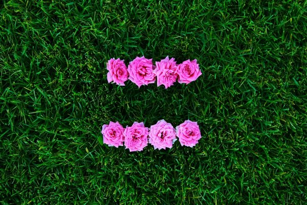 Róże zakwitły w soczystej trevie