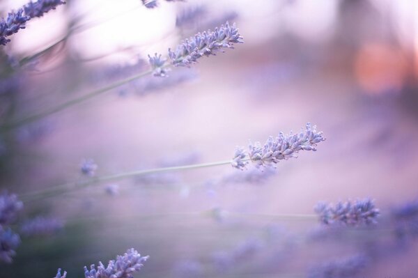 Lawendowy poranek. Lilac kwiaty lawendy