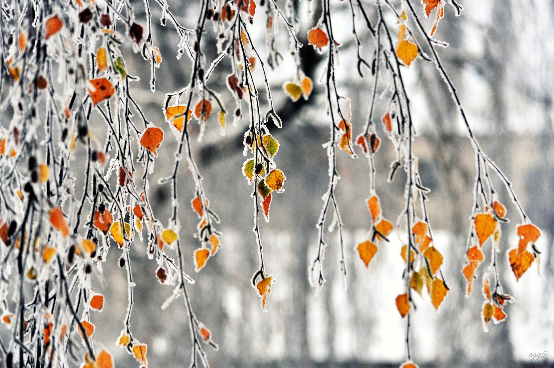 gałęzie mróz jesień szron liście