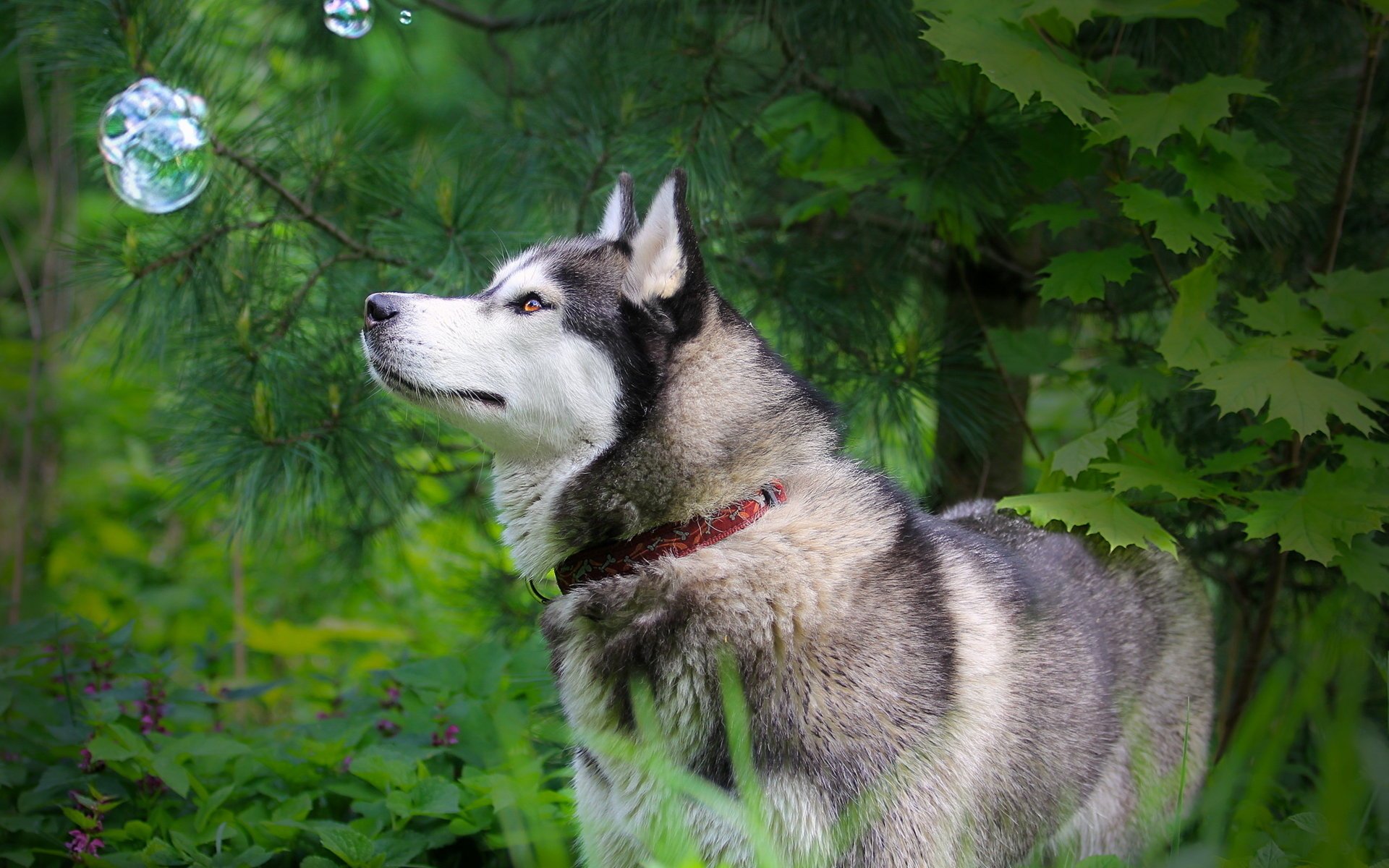 pies husky natura bańka spojrzenie