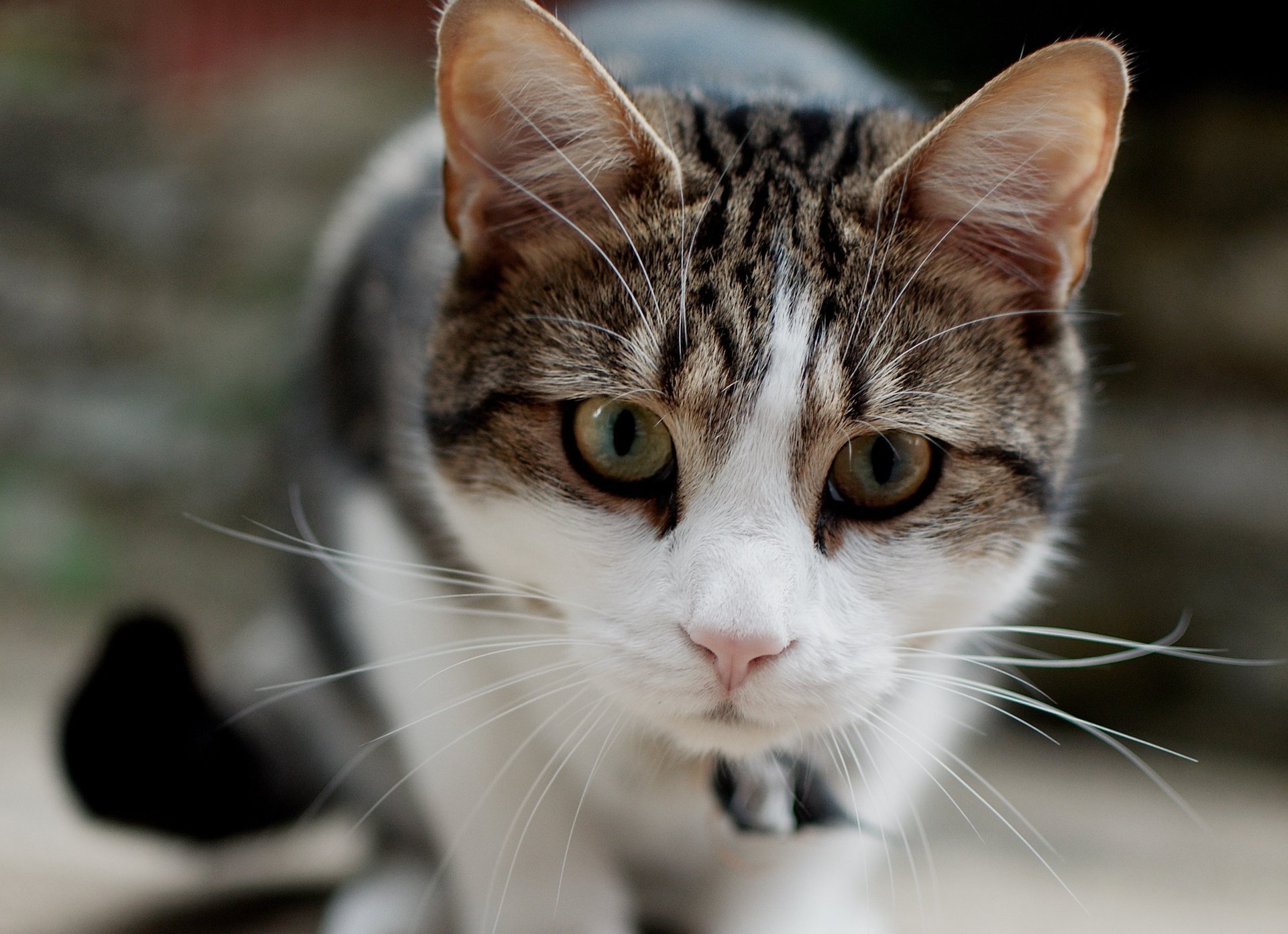 kot kot pysk fokus wąsy