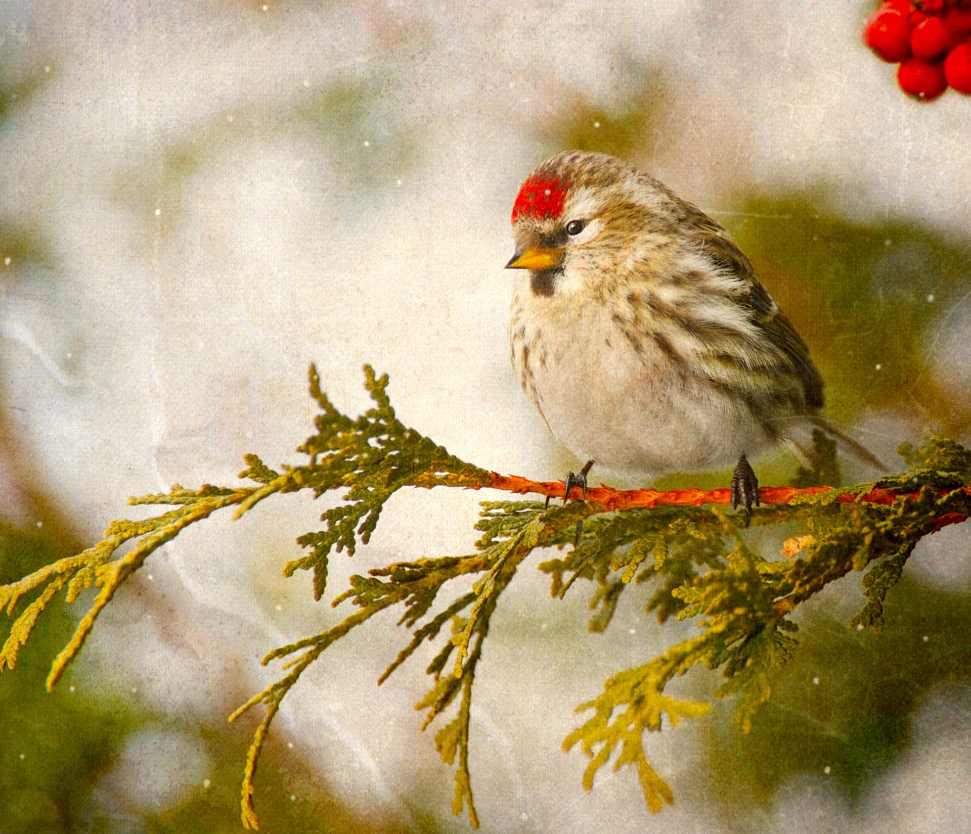 ptak stepowanie gałąź