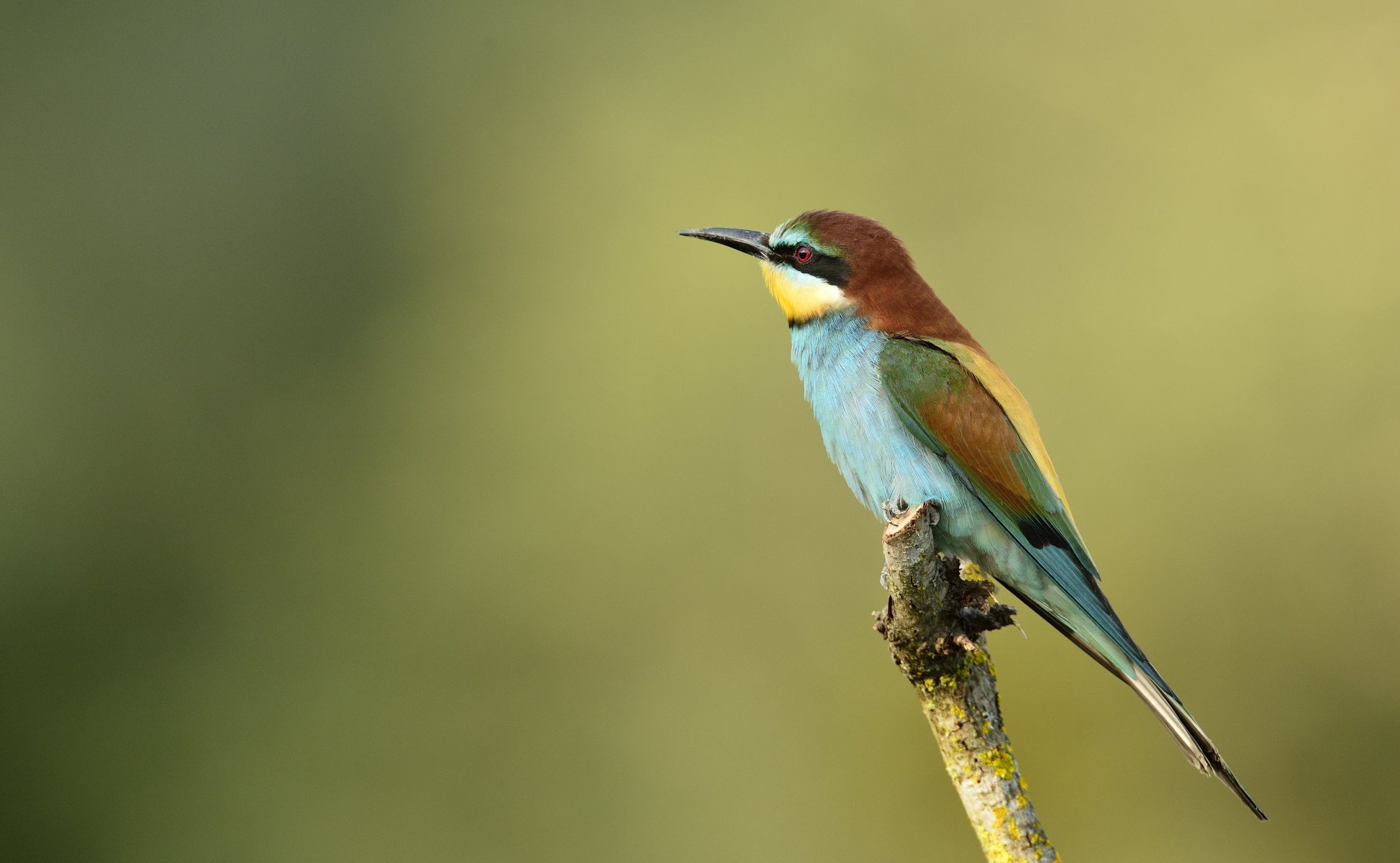 ptak pszczoła złoty szczur