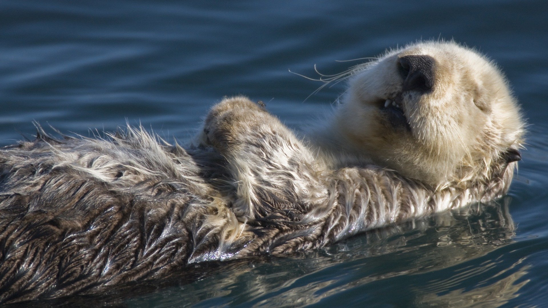wydra morska woda śpi