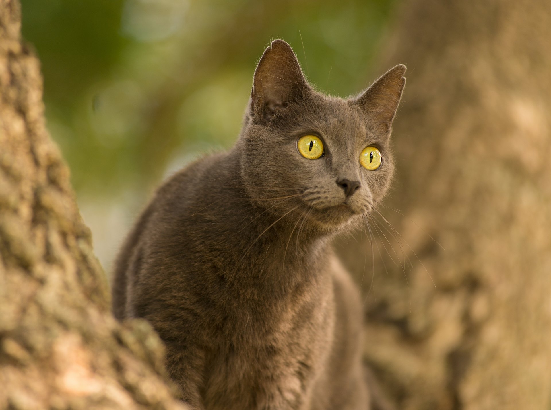 kot kot oczy spojrzenie