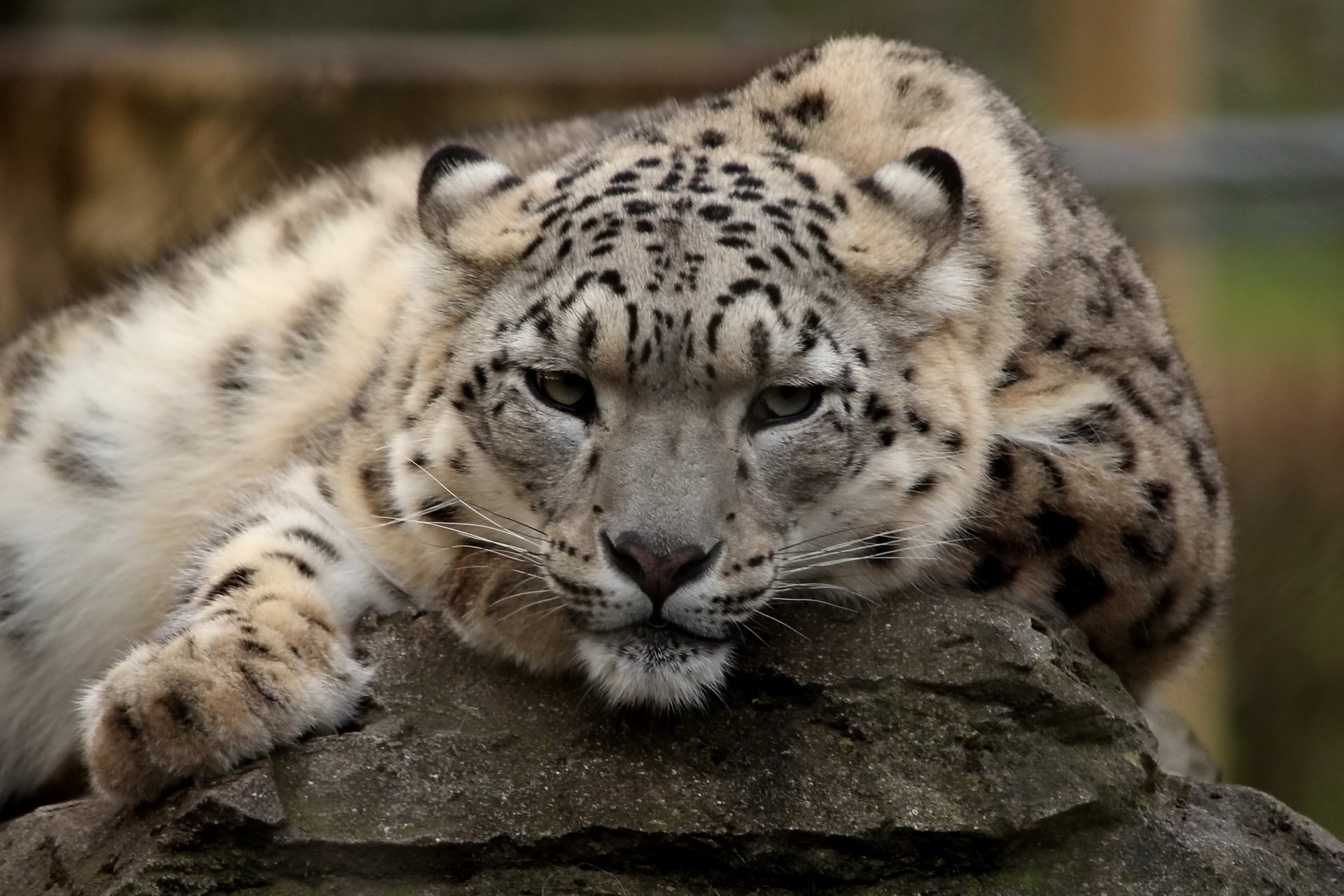 pantera śnieżna irbis odpoczynek pysk drapieżnik spojrzenie