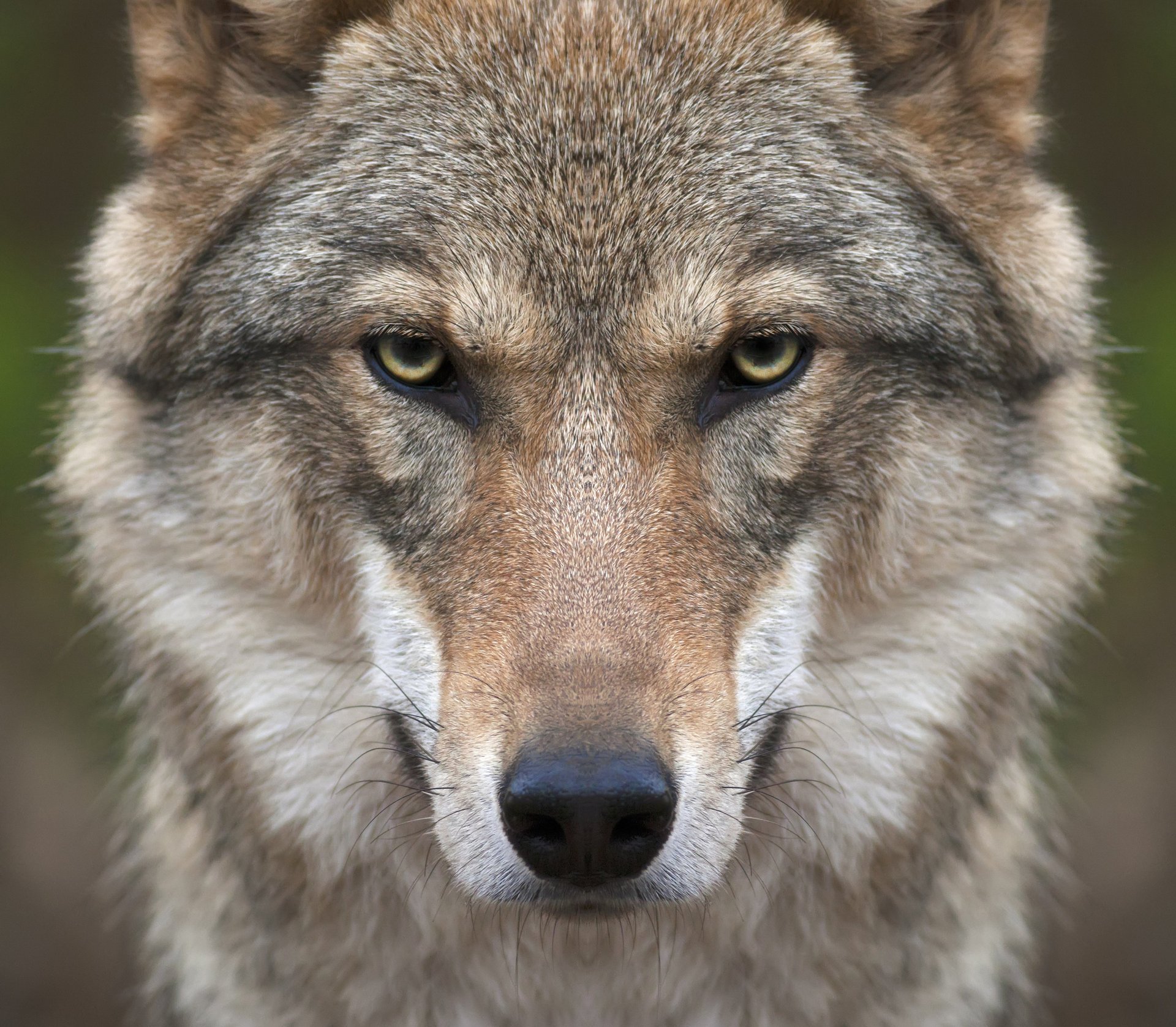 wilk pysk spojrzenie drapieżnik