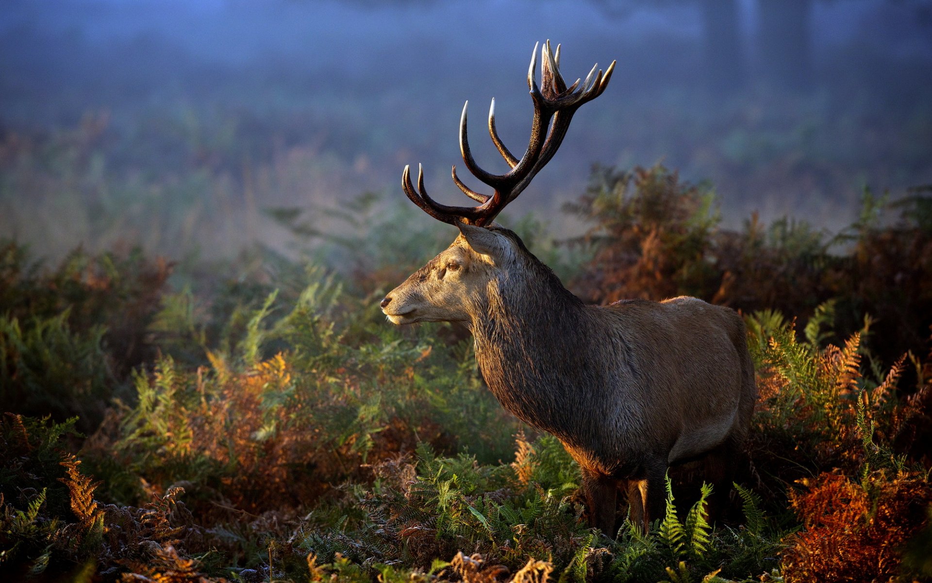 jeleń natura trawa zwierzę poroże
