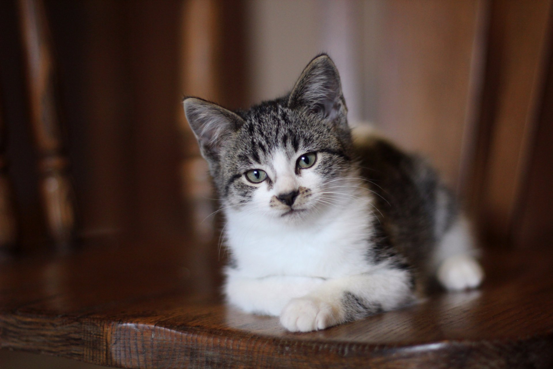 kot kotek spojrzenie szare oczy leży