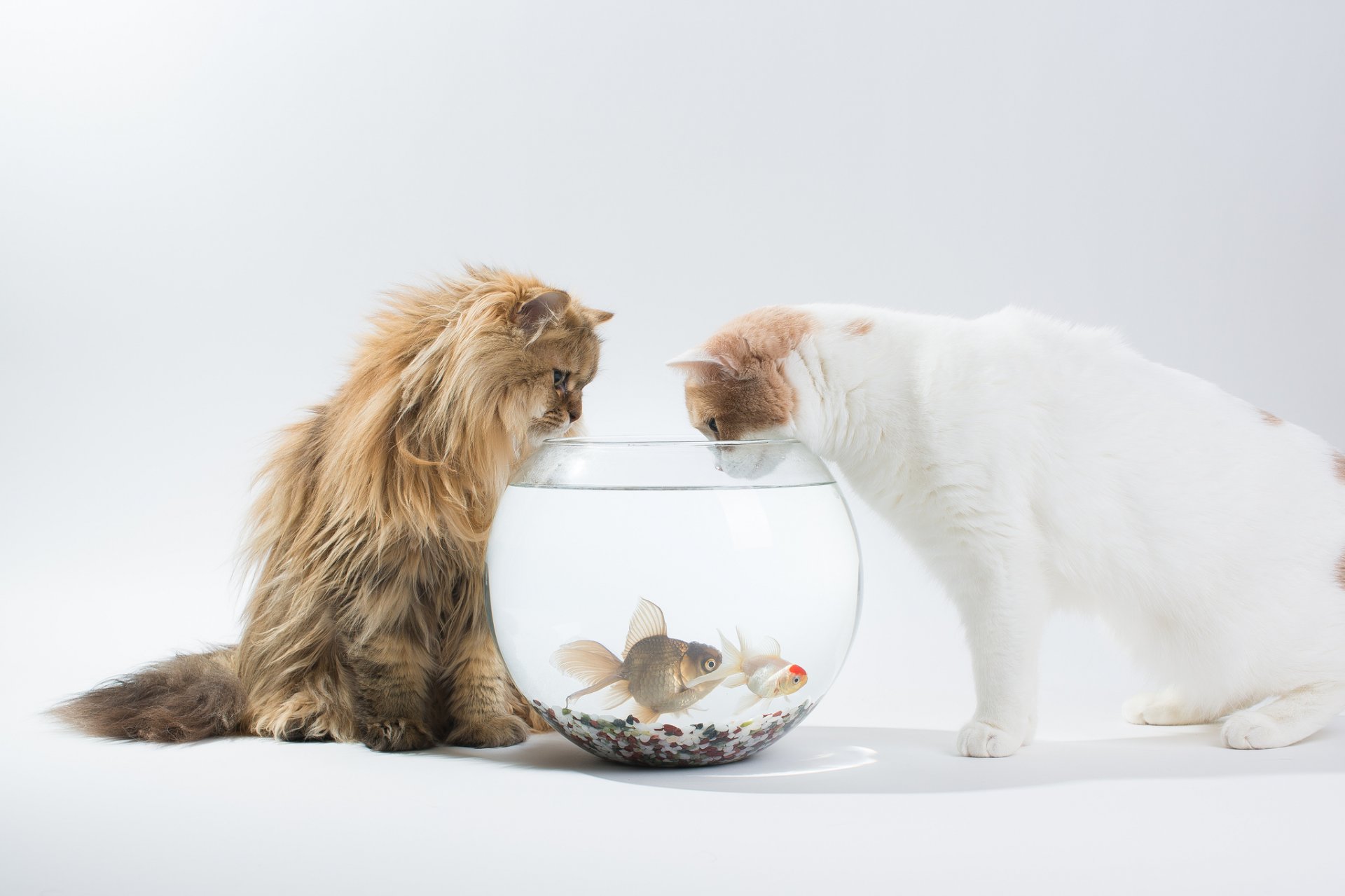 stokrotka hannah benjamin torod ben torod koty akwarium ryby zainteresowanie