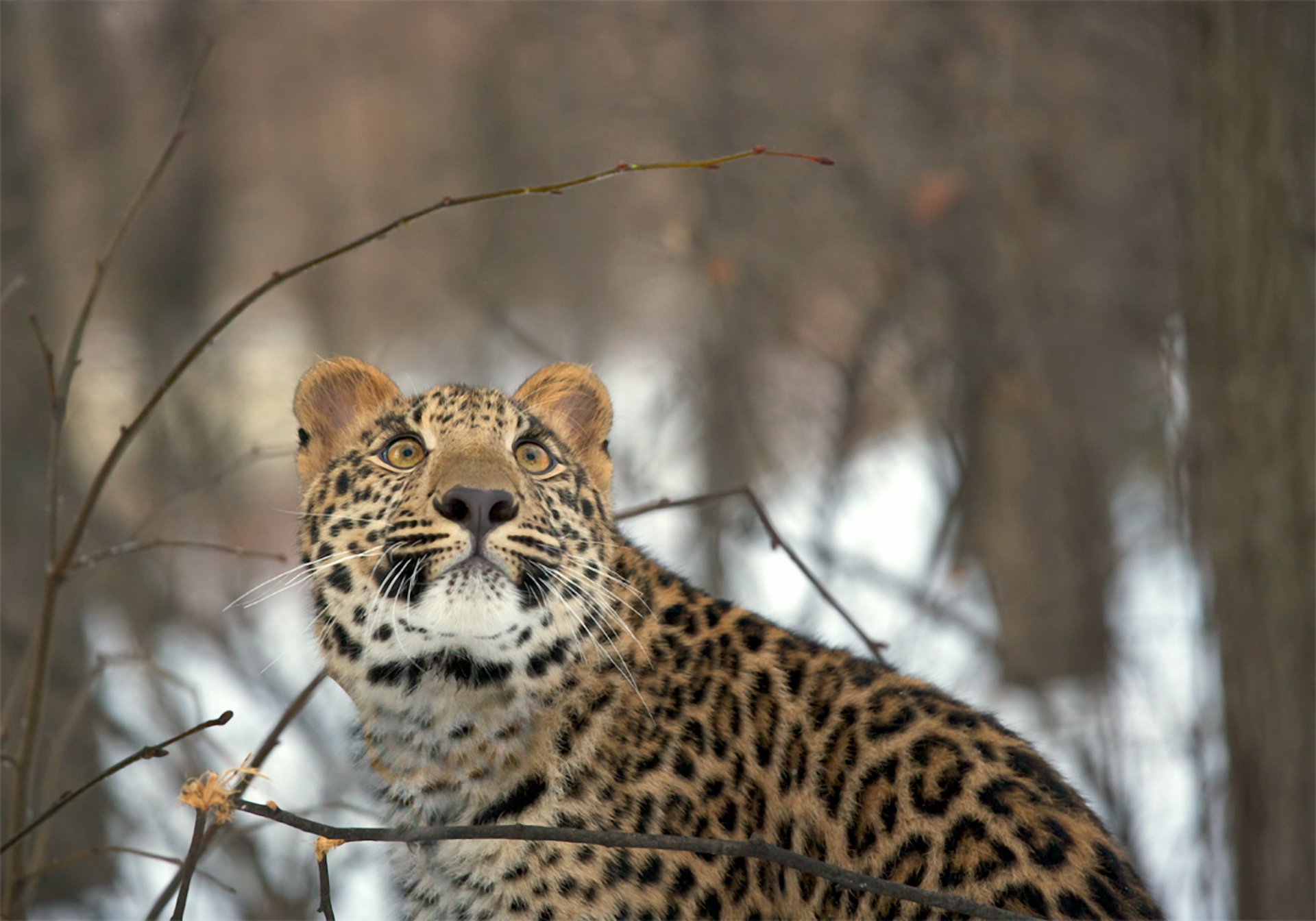 leopard spojrzenie zima las śnieg