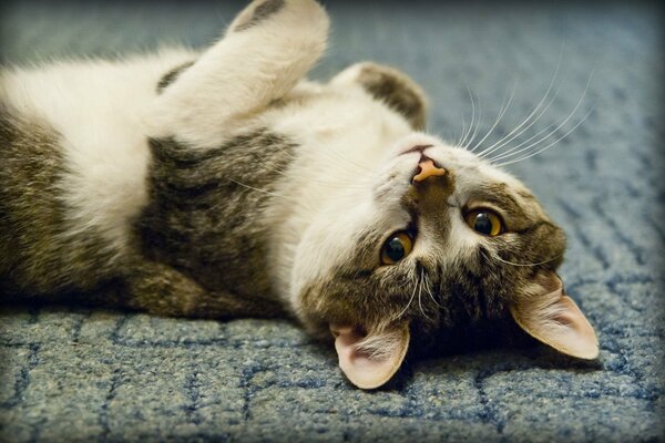 Zadowolony kot leży na podłodze