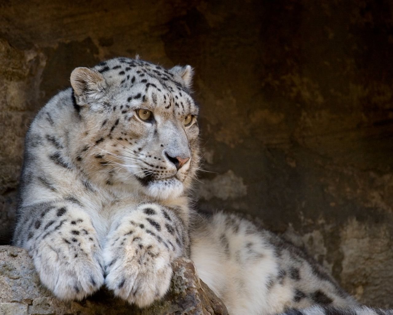 irbis lampart śnieżny dzikie koty drapieżnik