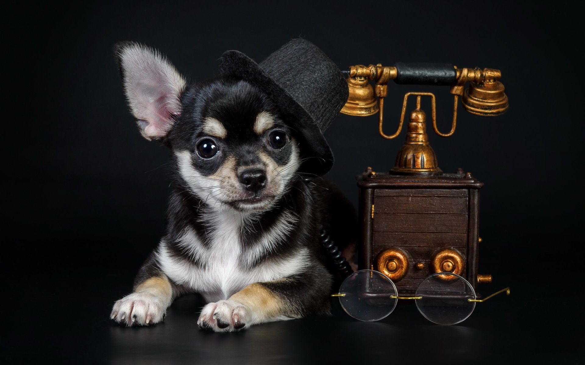 pies spojrzenie przyjaciel