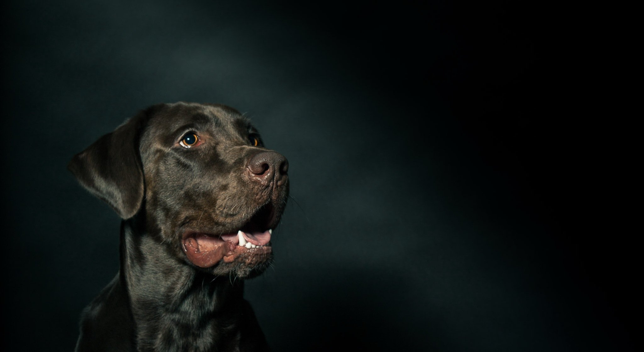 pies spojrzenie przyjaciel