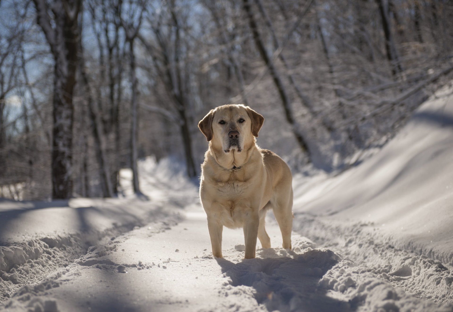 pies spojrzenie przyjaciel zima