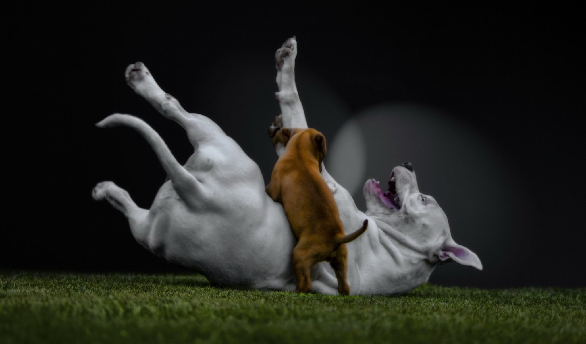 psy trawnik szczeniak