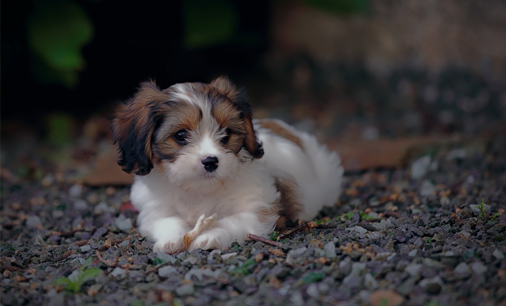 pies spojrzenie przyjaciel