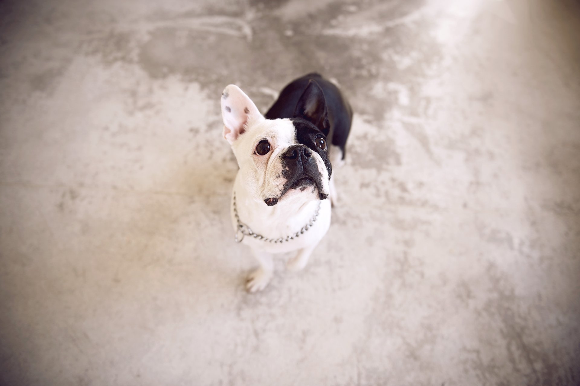 buldog francuski pies spojrzenie tło