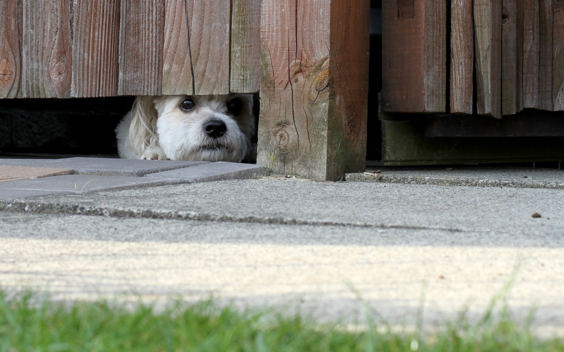 pies spojrzenie przyjaciel ogrodzenie