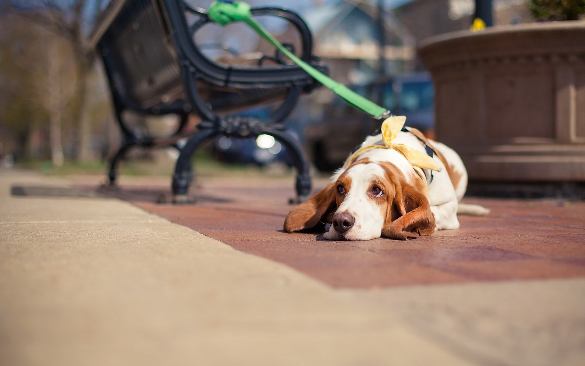 pies spojrzenie przyjaciel ulica