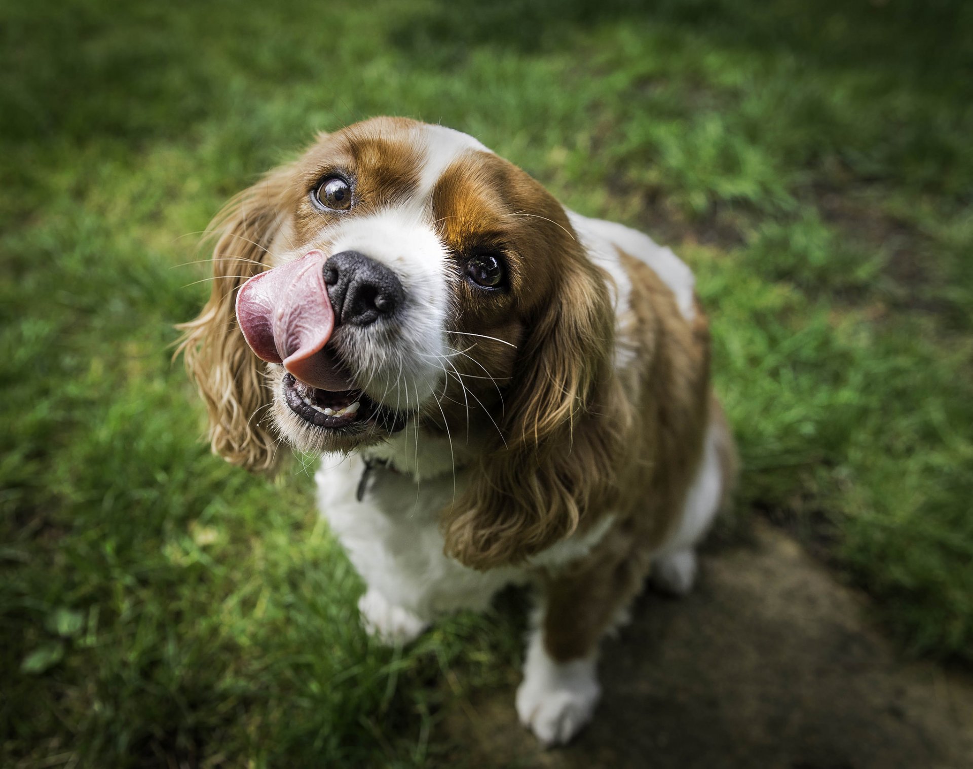 pies pysk język natura trawa
