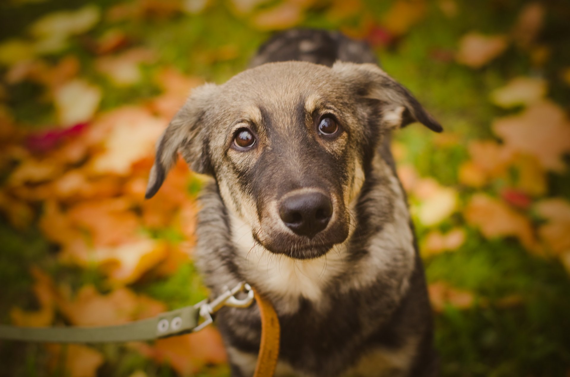 pies spojrzenie przyjaciel