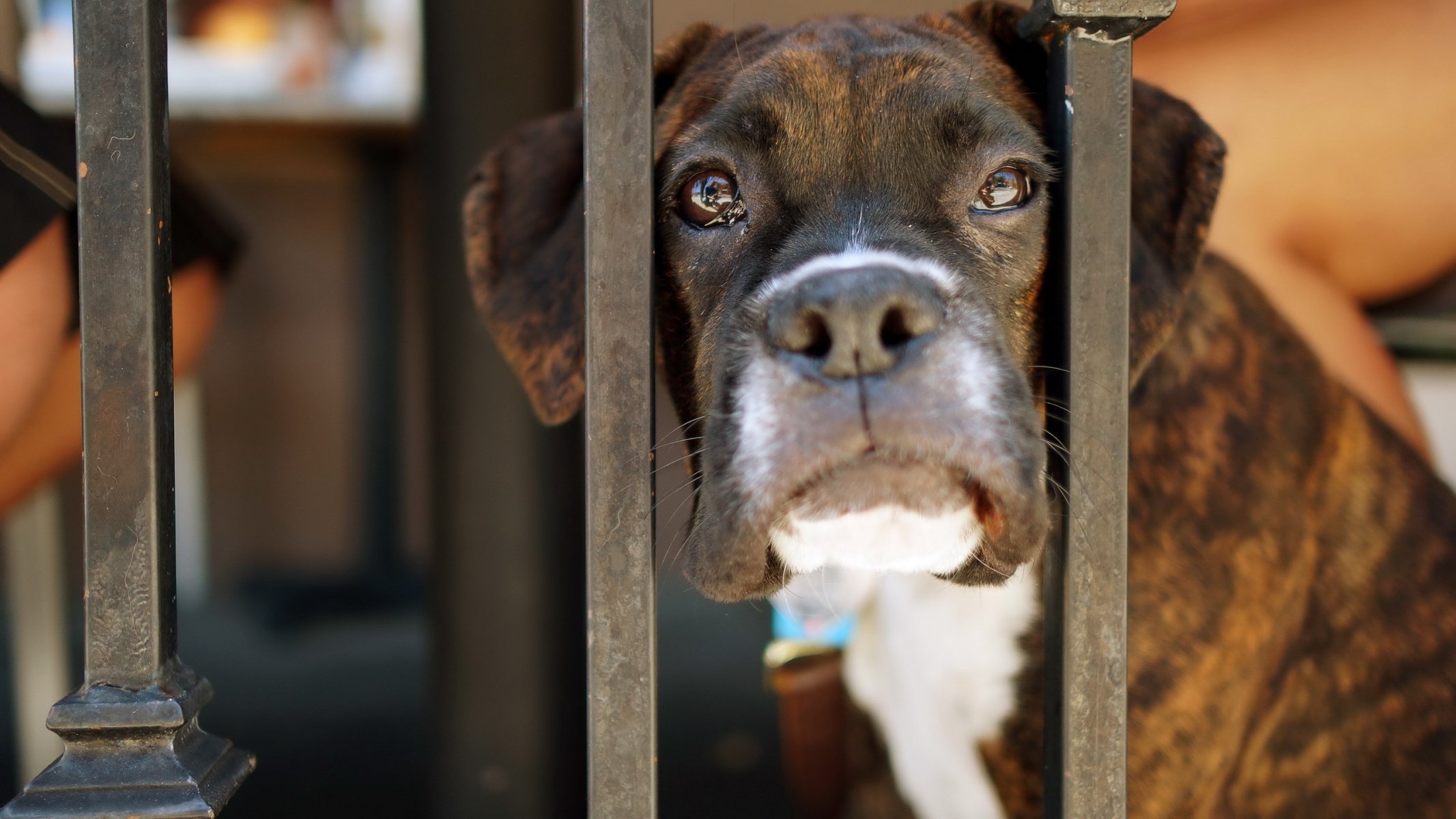 pies spojrzenie przyjaciel ogrodzenie