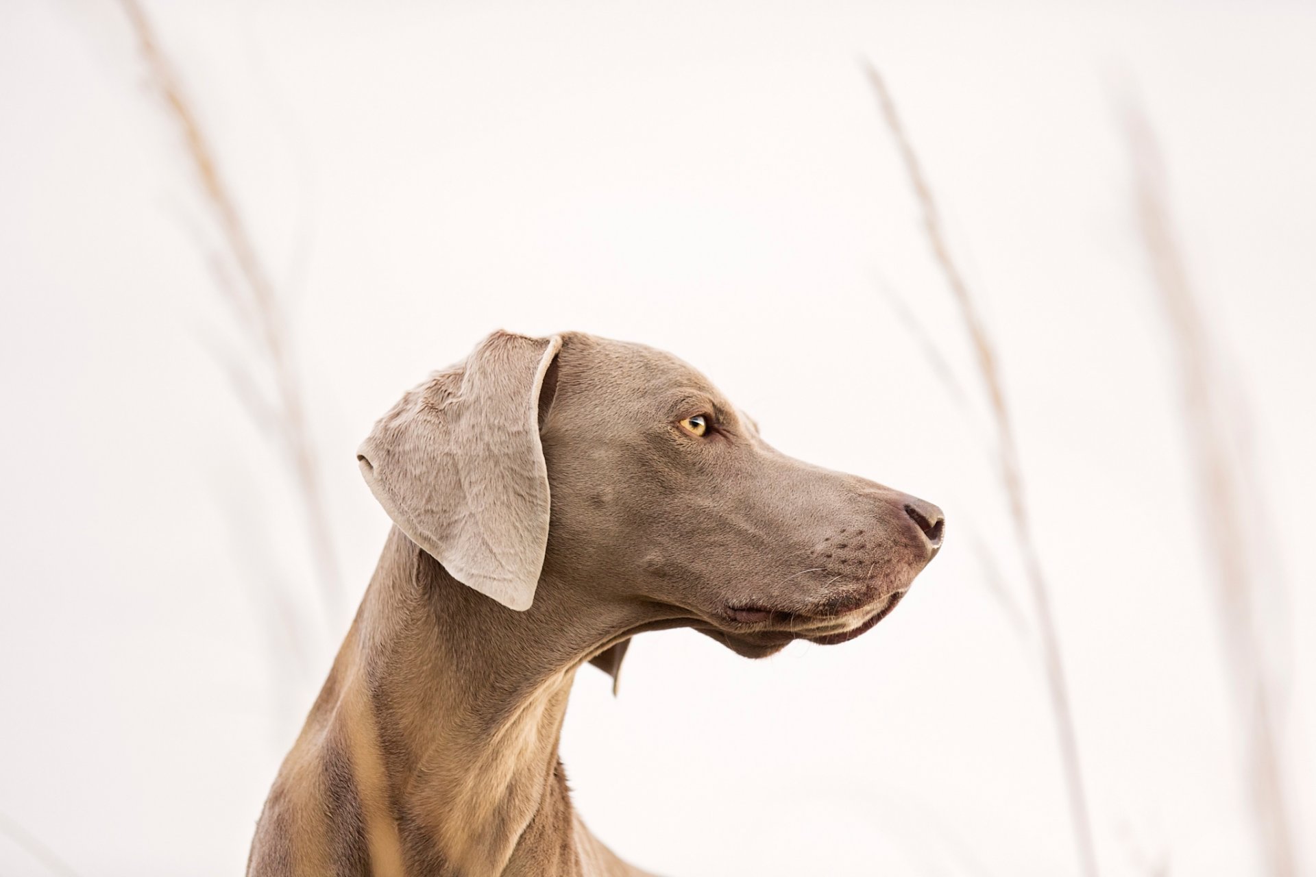 wygląd przyjaciel profil