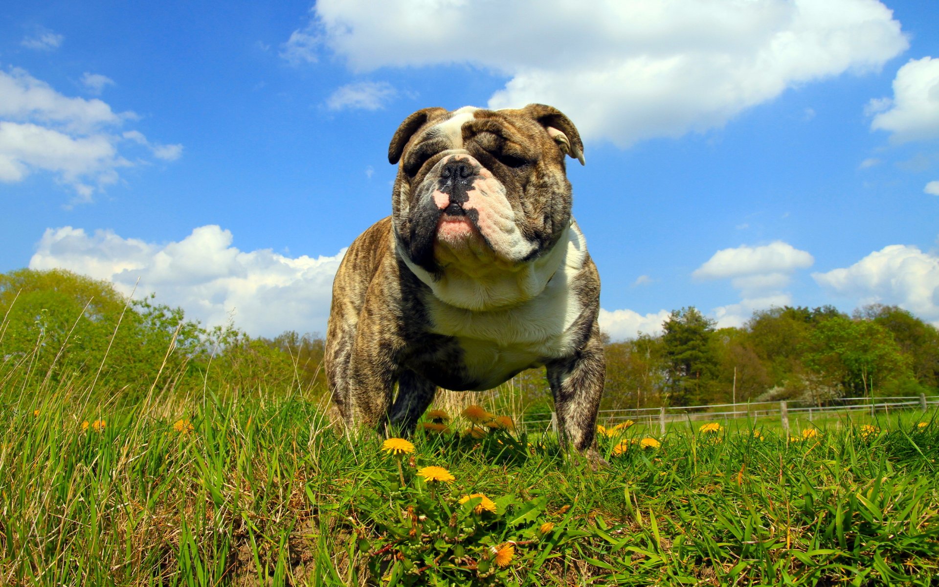 pies spojrzenie lato