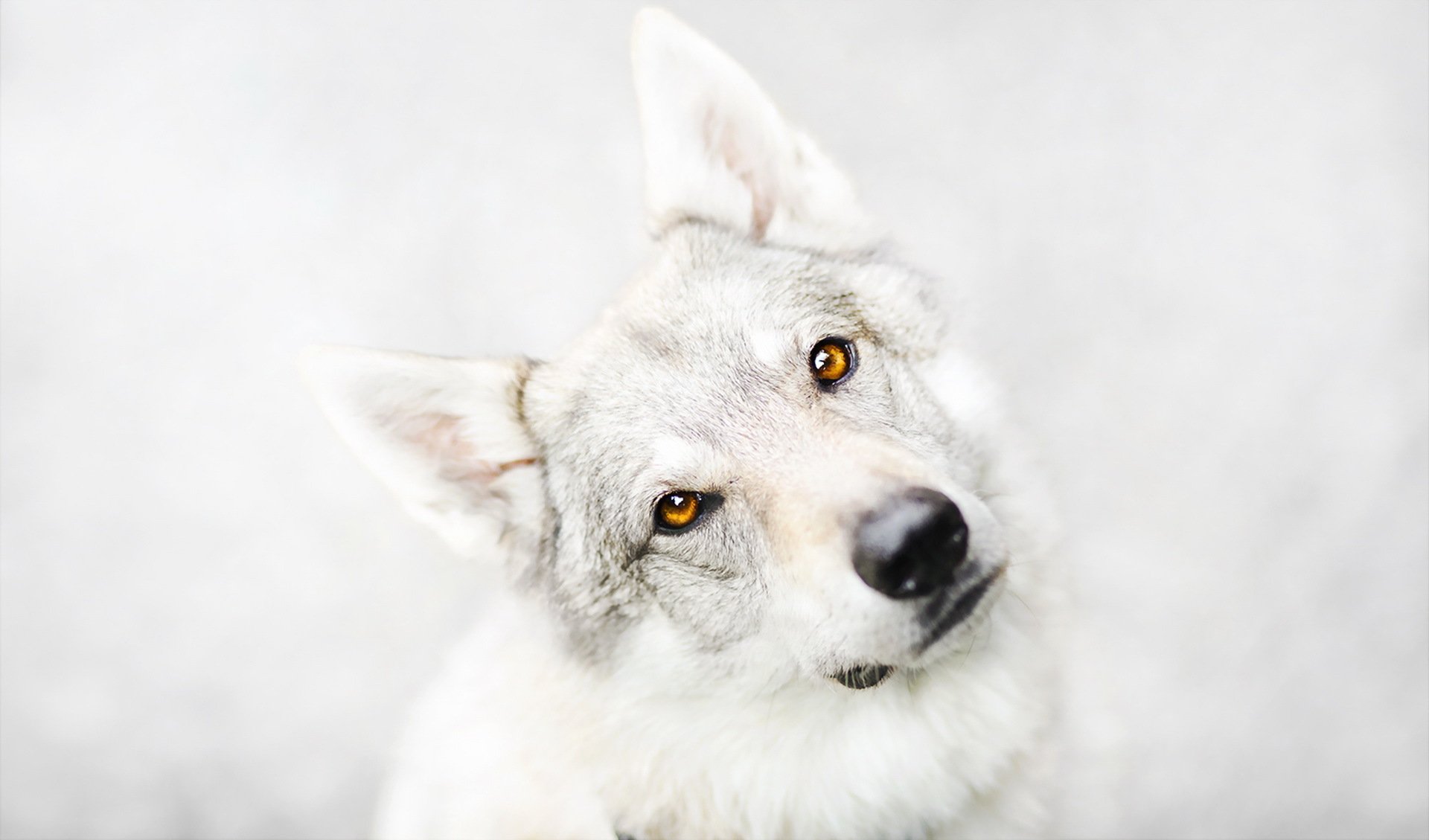 pies spojrzenie przyjaciel