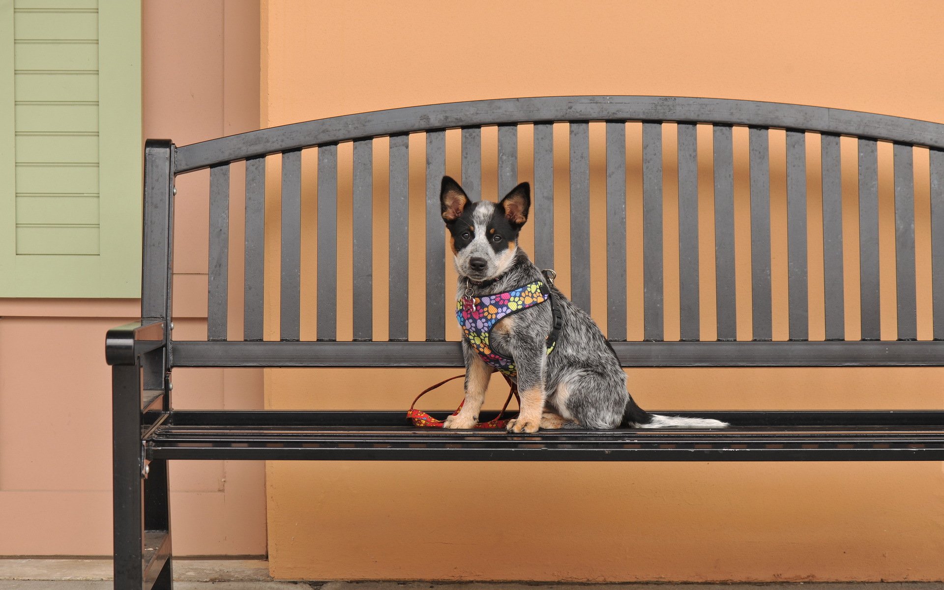 pies spojrzenie przyjaciel ławka