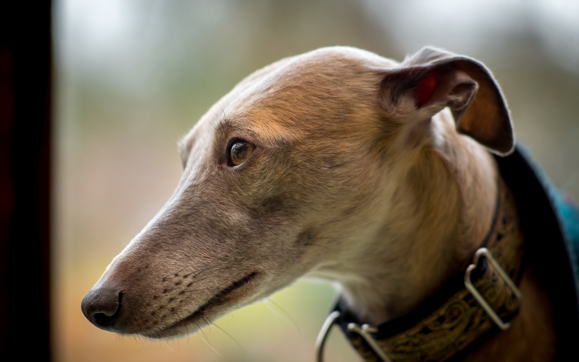 pies spojrzenie przyjaciel