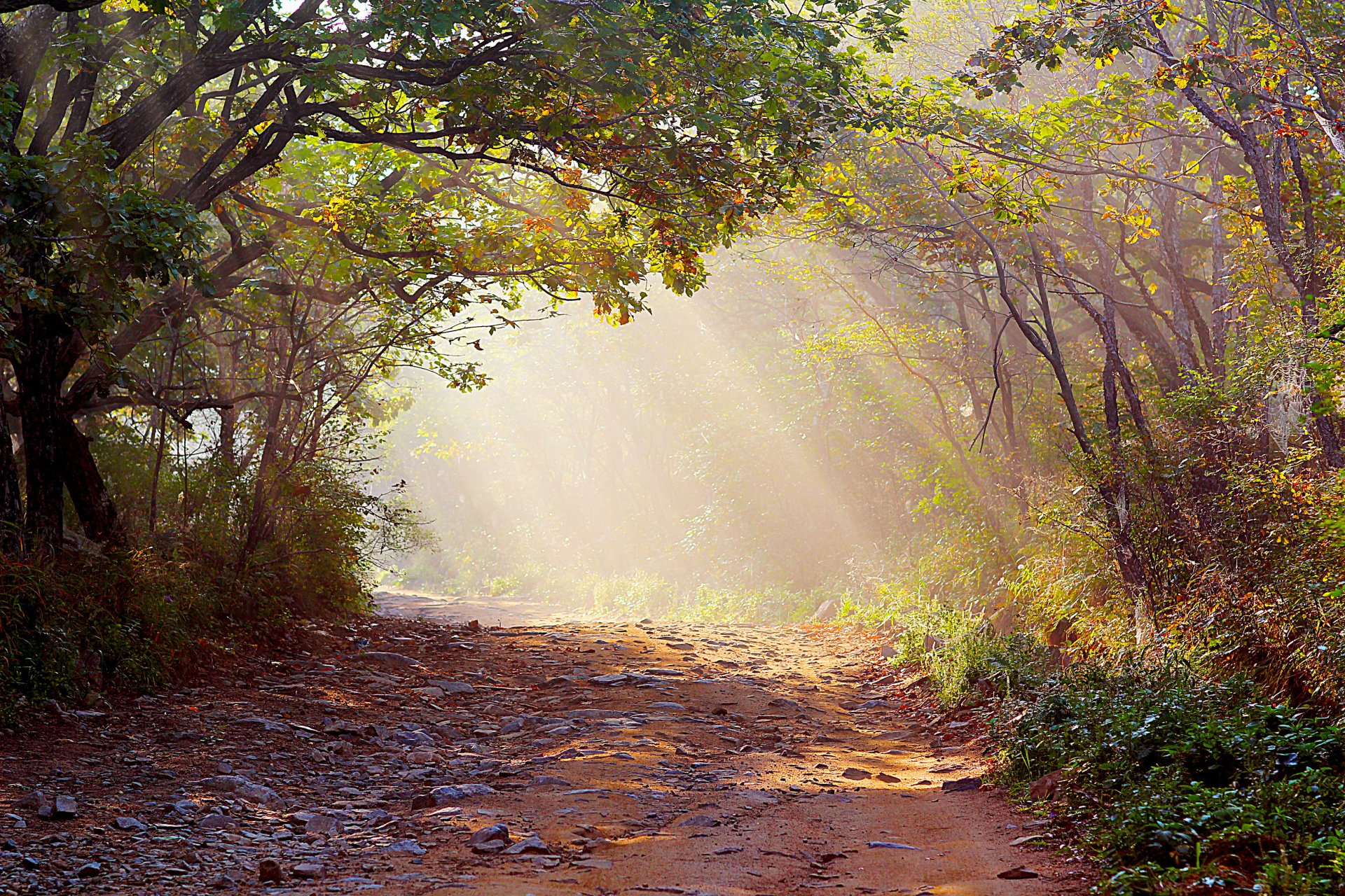 las promienie światła droga mgła natura zdjęcie