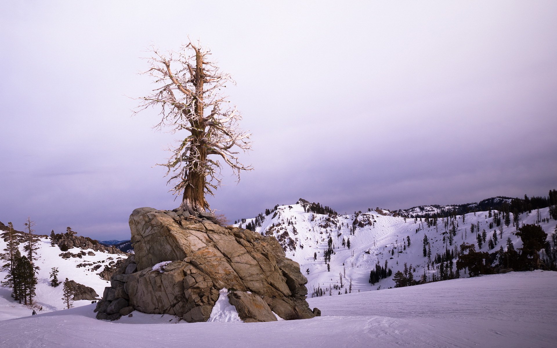 zima drzewo krajobraz