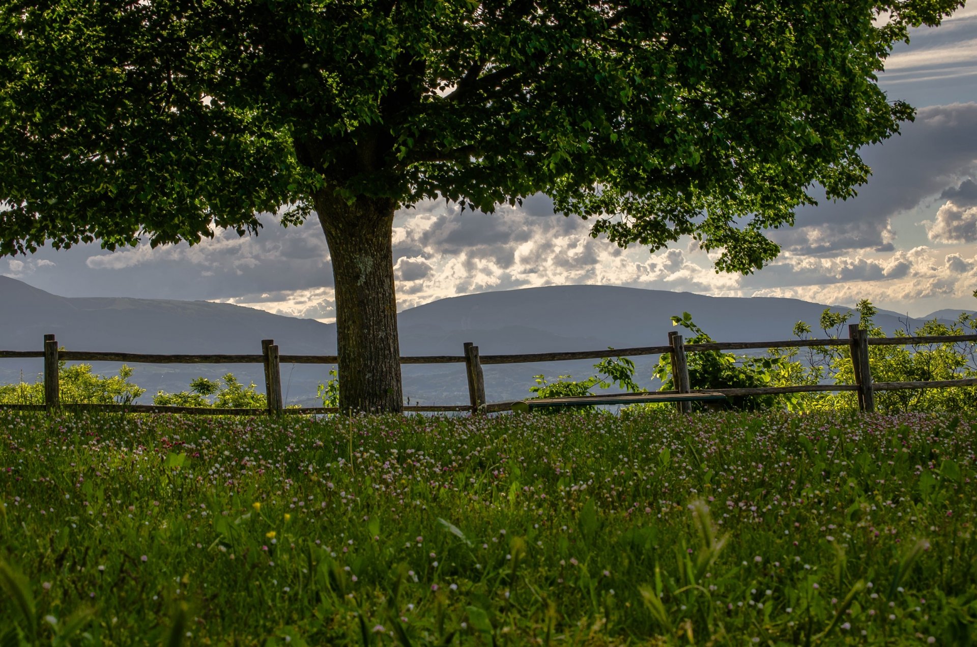 drzewo łąka koniczyna góry ogrodzenie