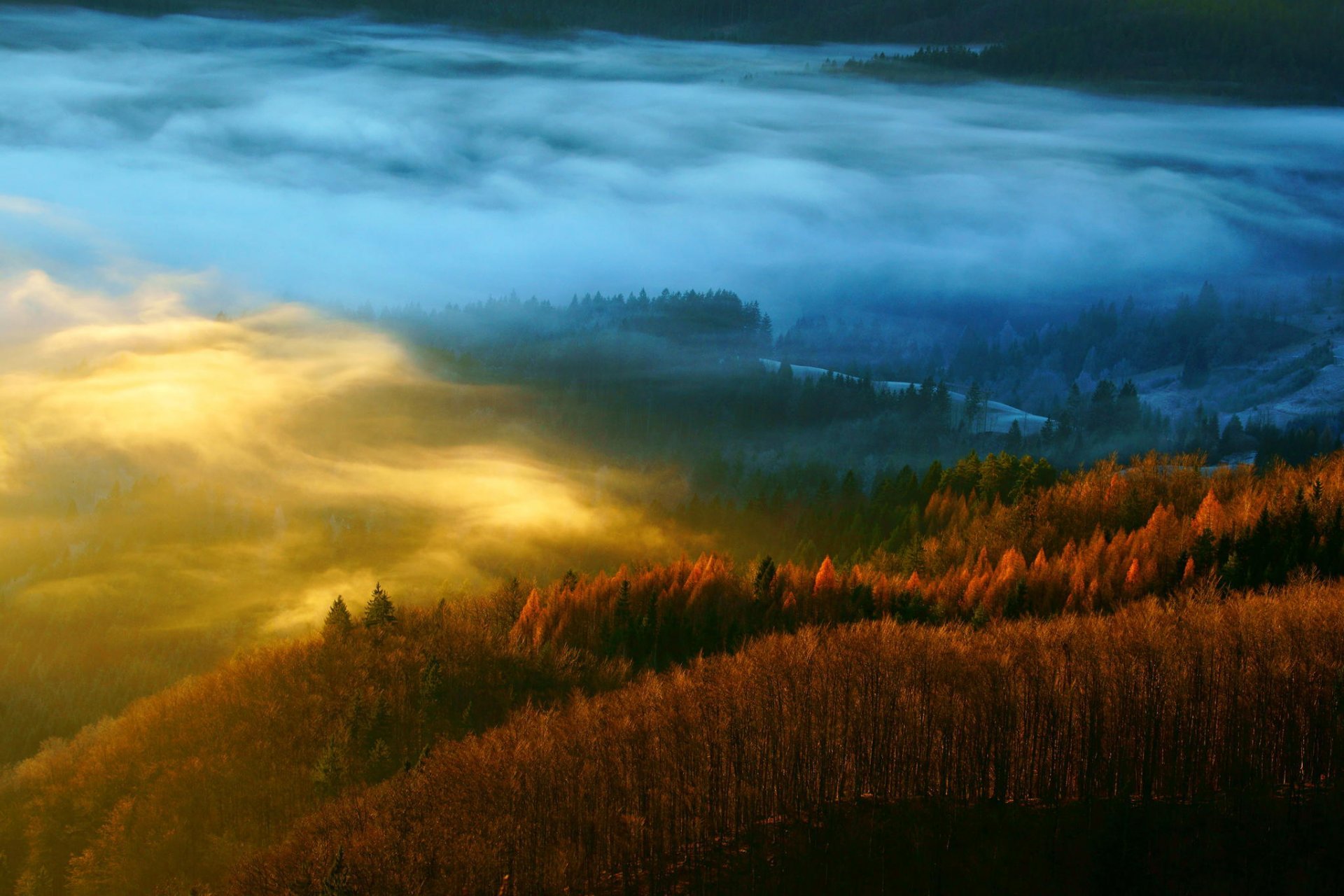 las natura drzewa jesień mgła mgła